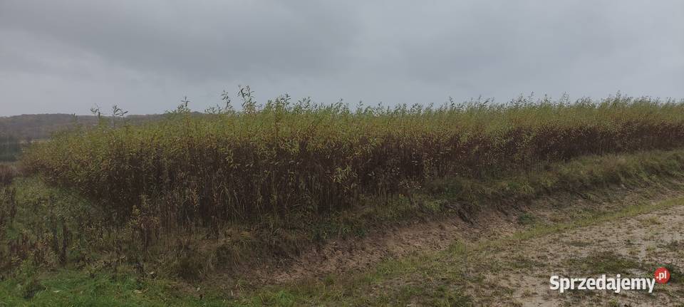 Wiklina Zielona Pozostałe podkarpackie Pilzno sprzedam