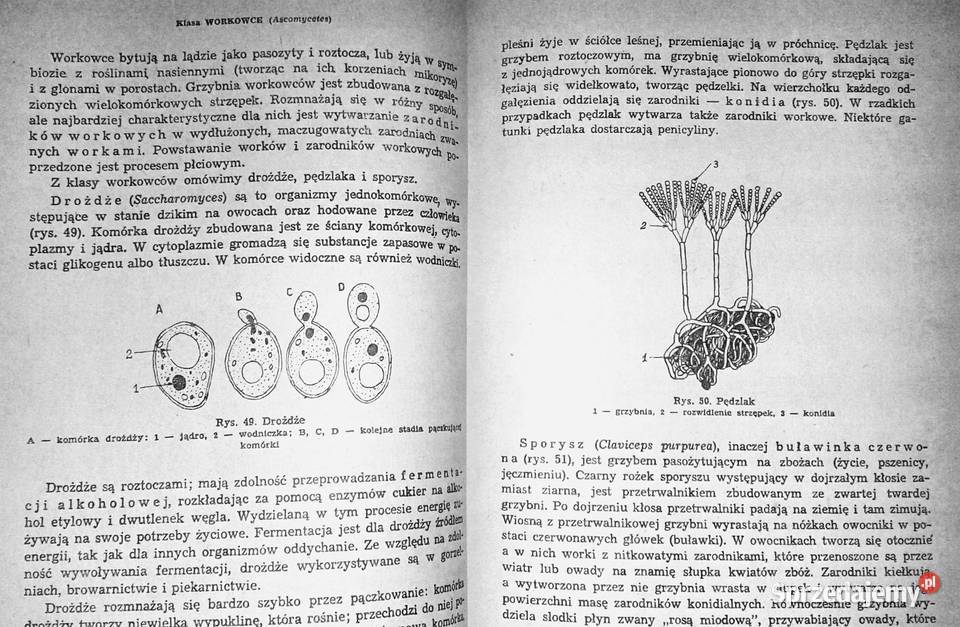 Repetytorium z biologii L Hausbrandt J Mazurowa lubelskie Chełm