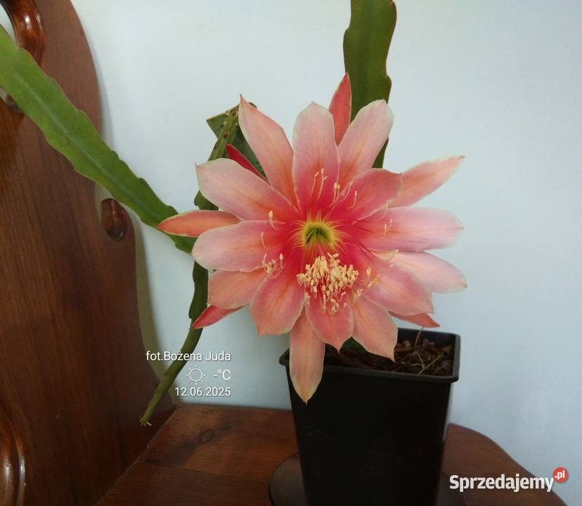 Epiphyllum epifilum NOWOŚĆ w Polsce sprzedam