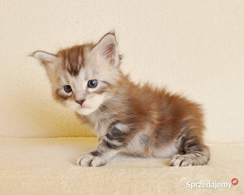 Sliczny kocurek z Rodowodem WCFPZF Legalna Maine Coon Koty Białystok