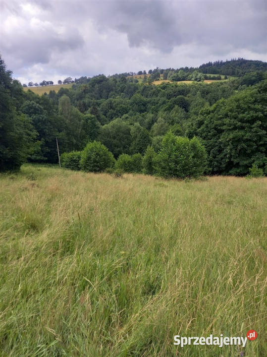 Widokowa działka otoczona lasem brak sąsiedztwa asfalt Walim