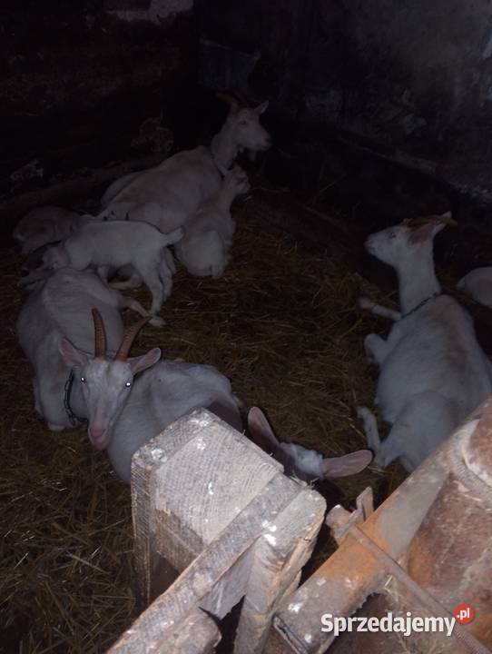 Kózki i koziołki Koszary Jarockie