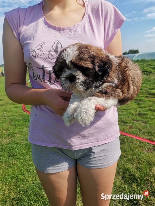 Pieski Shihtzu Zofiówka