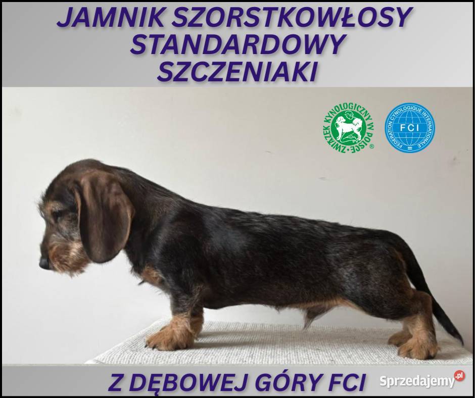 Jamnik Szorstkowłosy Standardowy ZKWP FCI Skierniewice
