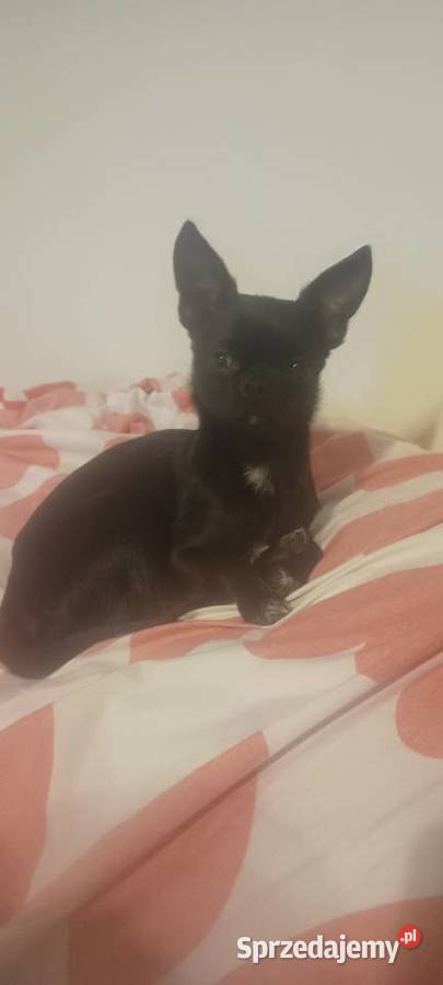 Piesek chihuahua Bydgoszcz