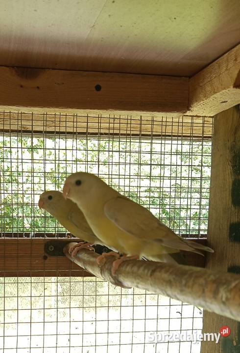 Świergoty Zagórzany