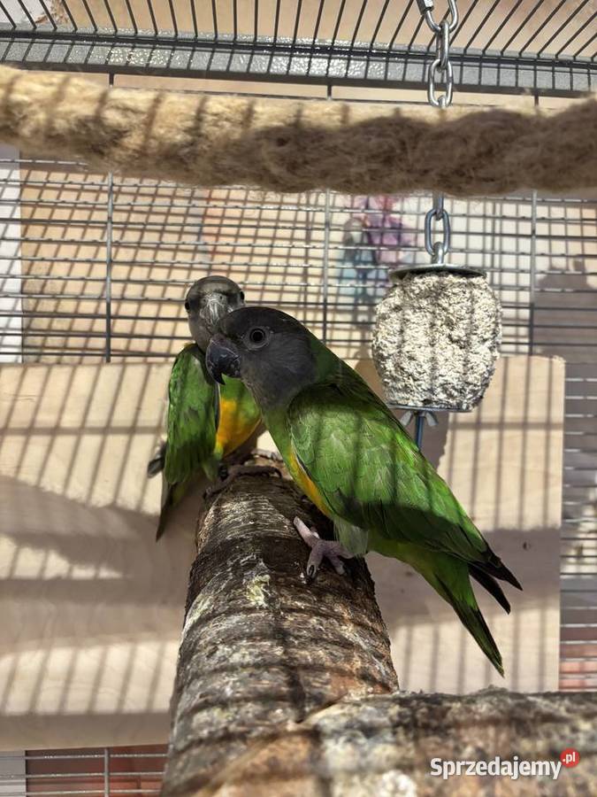 Papużki średnie senegalki Warszawa