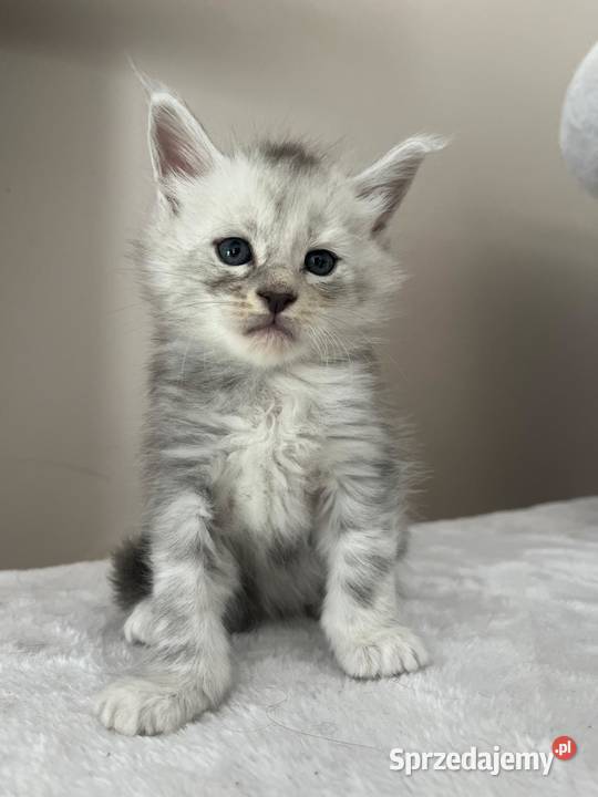 Jasper kocur Maine Coon