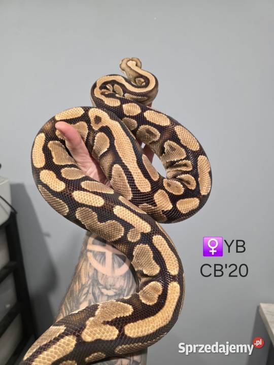 Pyton królewski regius samica yb Zawiercie
