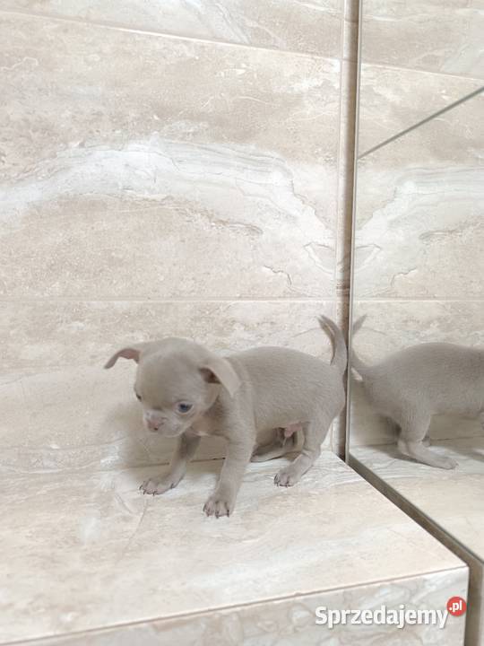 Chihuahua liliowy Chihuahua Warszawa sprzedam