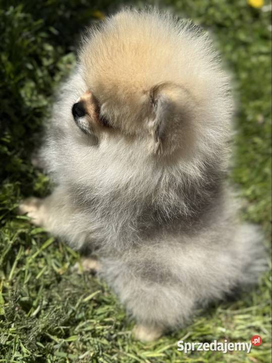 Szpic minaturowy Pomeranian Boo Gdańsk