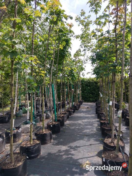 Klon pospolity nasadzenia zastępcze podlaskie