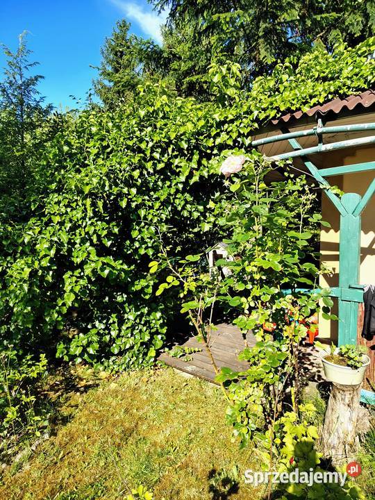 Działka ROD Bonarka Kraków sprzedam