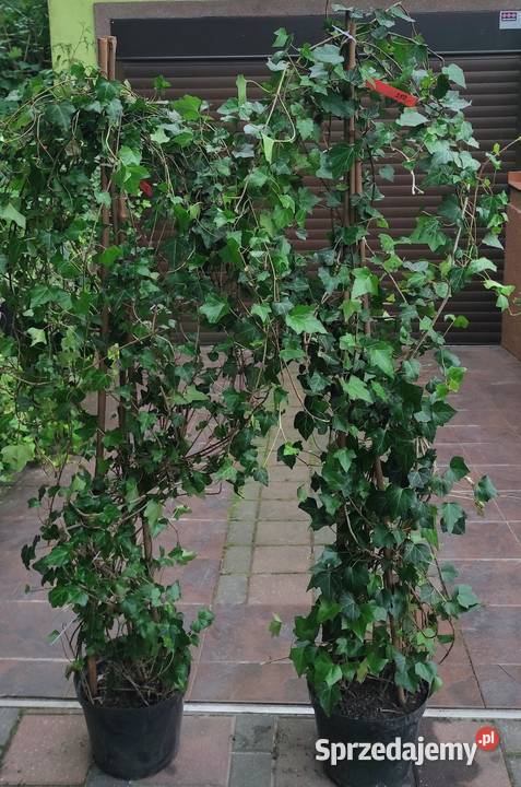 Duże bluszcze Hedera Helix w donicy 225m Jasieniec