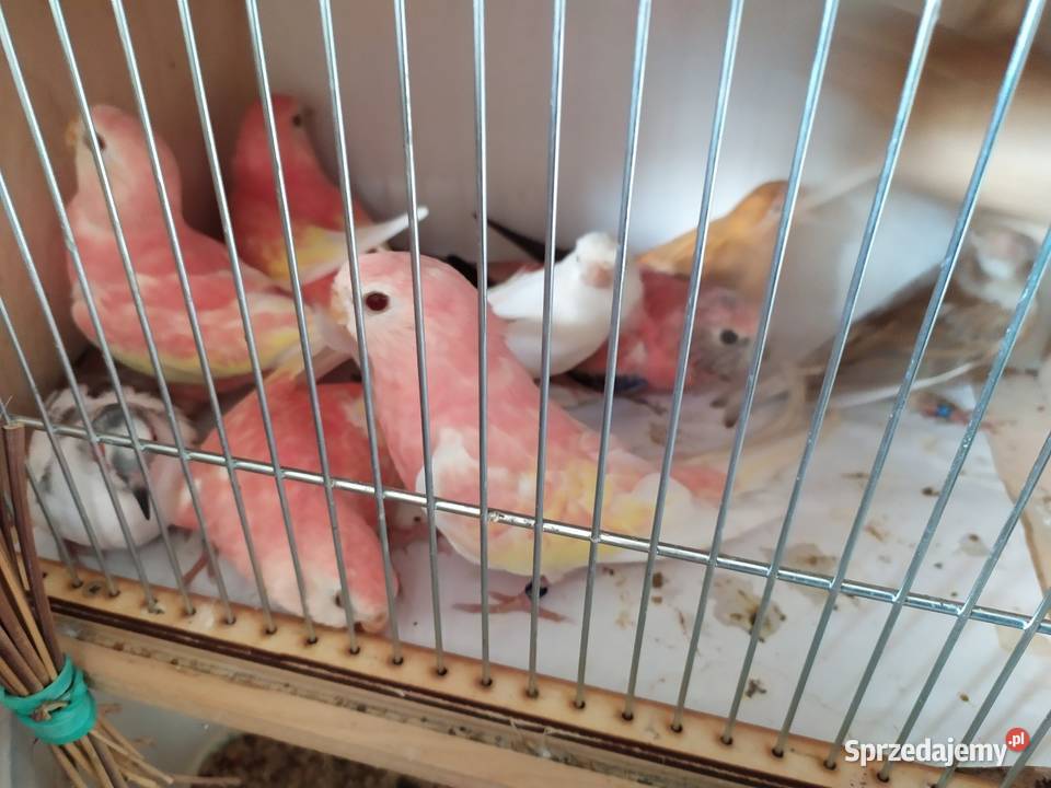 Lilianki gotowe do lęgulilianka rubino Kłodzko