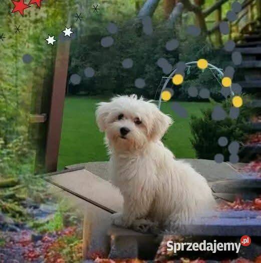 Hawanczyk hawaneze slodkie maluszki Rybnik