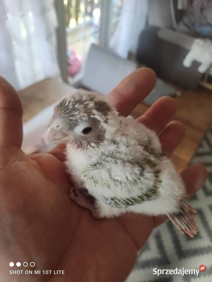 Rudosterki ręcznie karmione sprzedam Zgierz