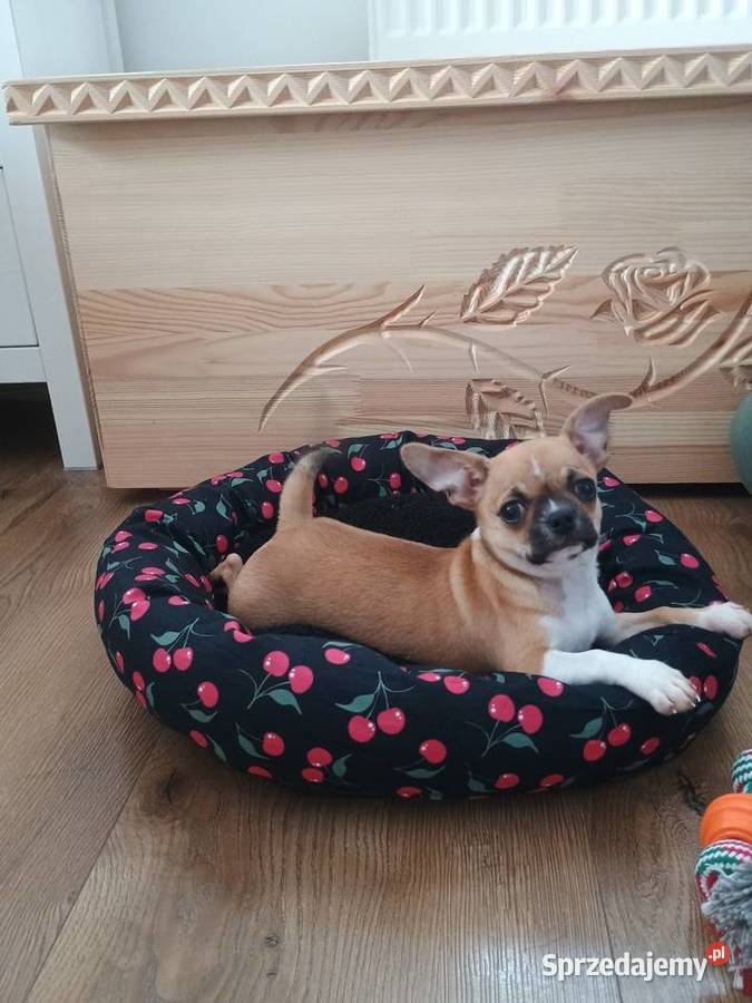 Chihuahua malutki wyjątkowy xxs Radomsko