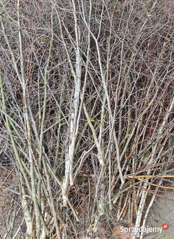 Brzoza kora cięta 50g z gałązek Białystok