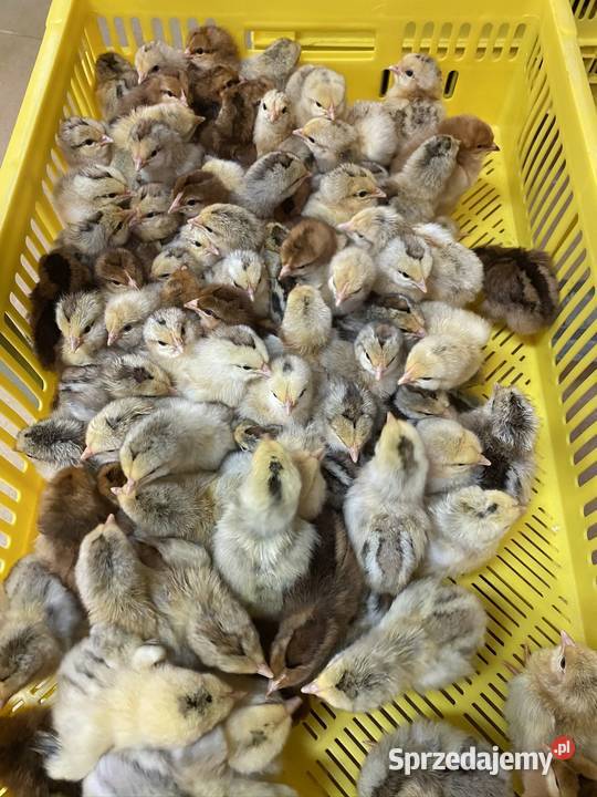 Pisklaki kury brojler Rosa Brązowa Blue