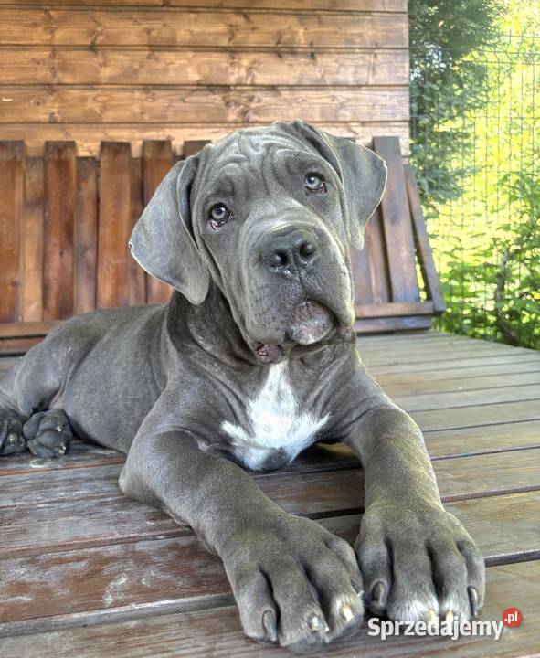 Szczeniaki Cane Corso ZKwP FCI Gończyce