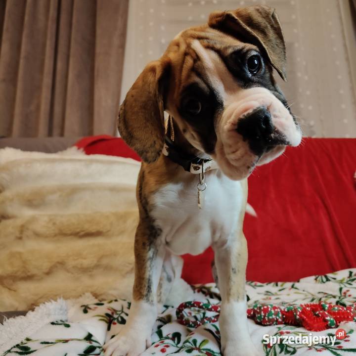 Bokser szczenięta przebadanych rodzicach