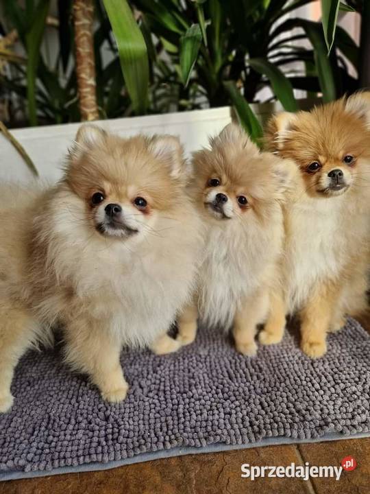 Pomeranian Szpic Miniaturowy kujawsko-pomorskie Barcin