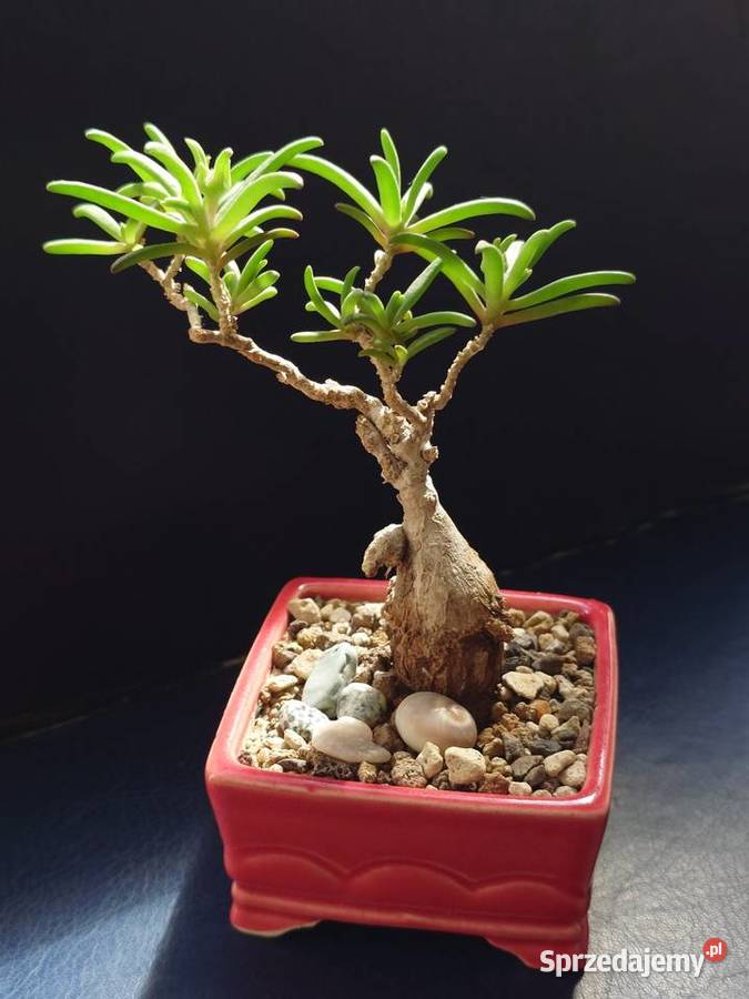 Sukulent bonsai Delosperna bosseranum doniczka mazowieckie Warszawa