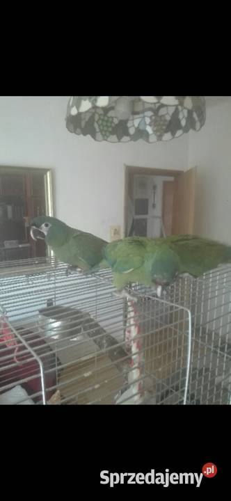 Ara Marakana Recznie Wykarmiona Samica 2025r DNA Ptaki Warszawa