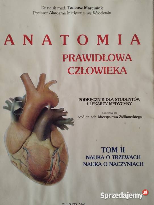 ANATOMIA POPRAWNA CZŁOWIEKA tom 13 Olkusz