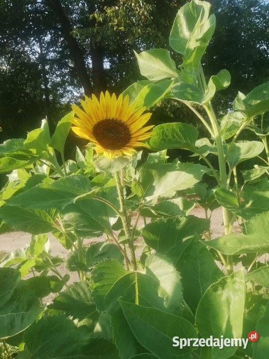 Słonecznik ozdobny kwiaty cięte lubelskie Szostaki