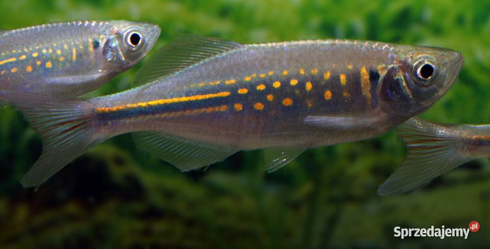 Danio malabarski Devario malabaricus Malabarskie Gdańsk
