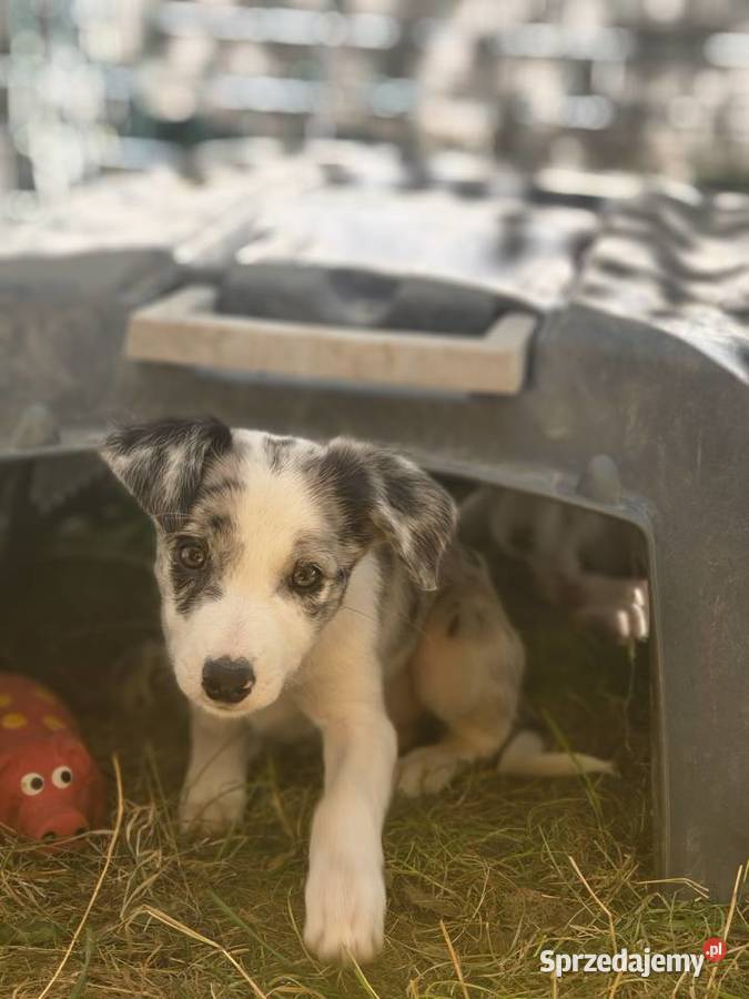 Border collie linia pracująca Mierzeszyn