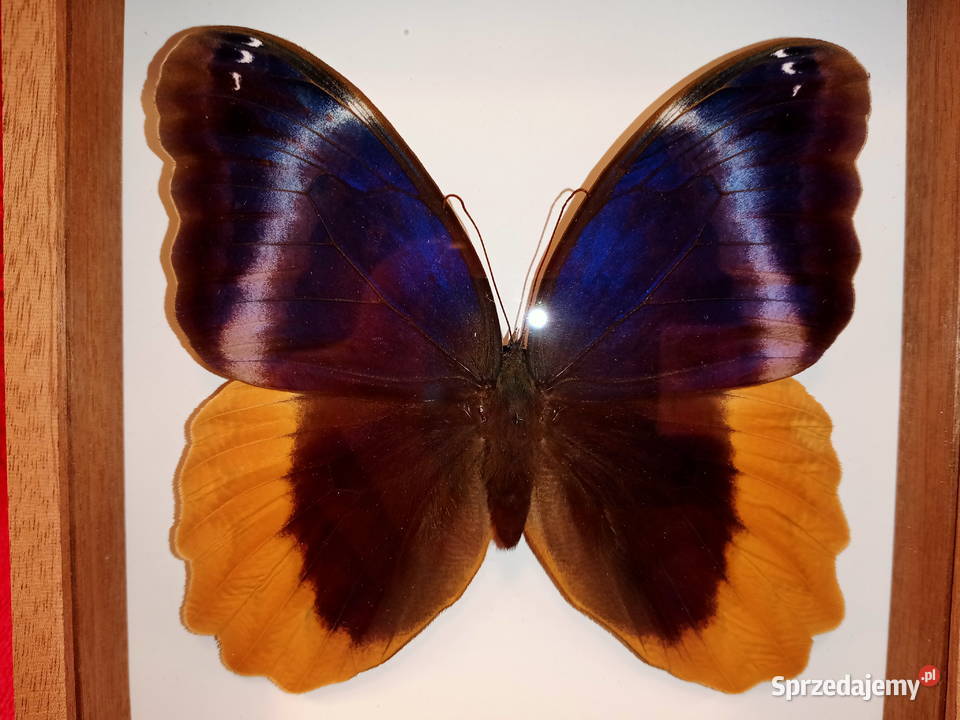 Motyl w ramce Caligo uranus Meksyk zachodniopomorskie Szczecin