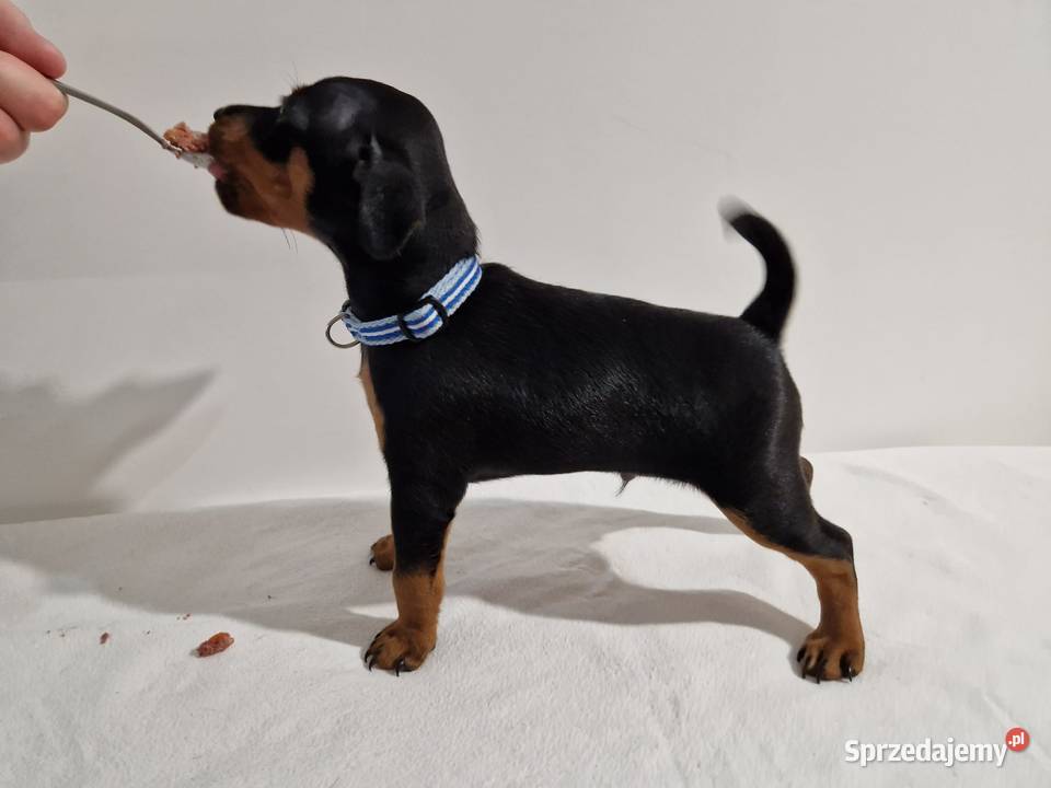 Pinczer Miniaturowy ZKwP FCI szczenięta Wrocław