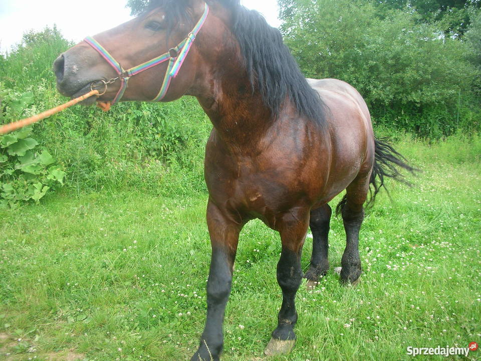 sprzedam konie szpaki gniade małopolskie Limanowa