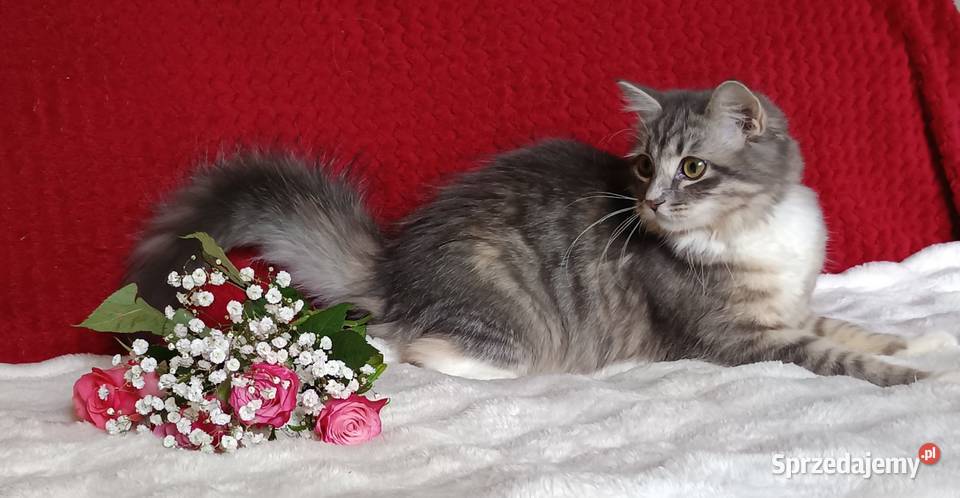 Koty Syberyjskie MELBA ZKolakowegoDomu wielkopolskie Kwilcz