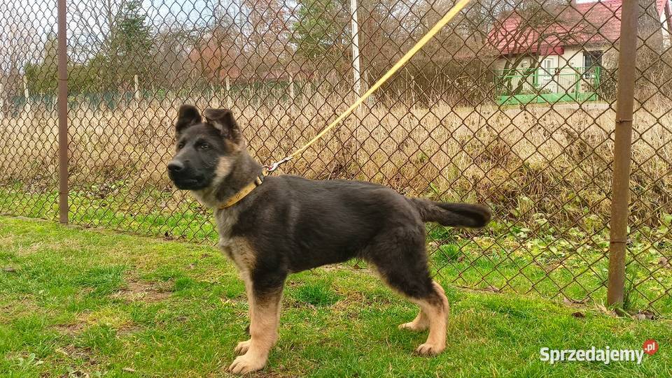 Owczarek niemiecki krótkowłosy piesek mazowieckie Wola Pieczyska