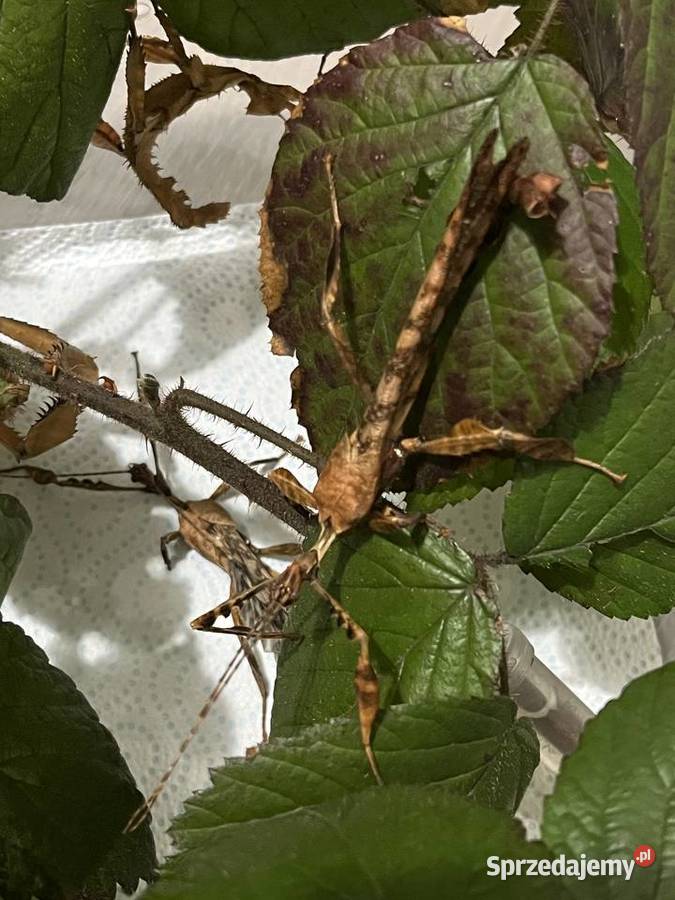 Straszyk australijski extatosoma tiaratium Rybnik sprzedam