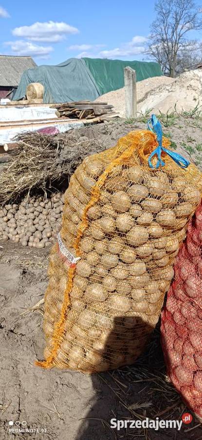 Ziemniaki sadzeniaki Stoczek