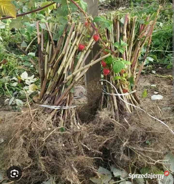 Sadzonki malin polka polana glen jesienne i Nowy Wiśnicz