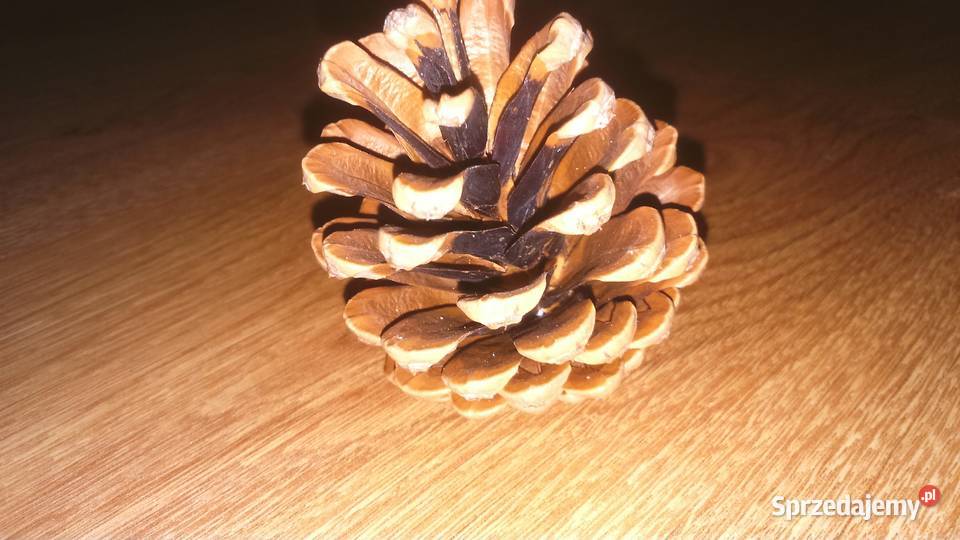 Piękne naturalne szyszki na choinkę na ozdoby Lublin