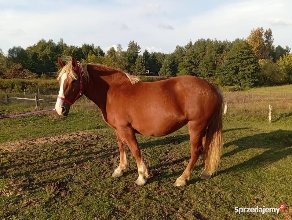 Sprzedam klacz Zimnokrwista