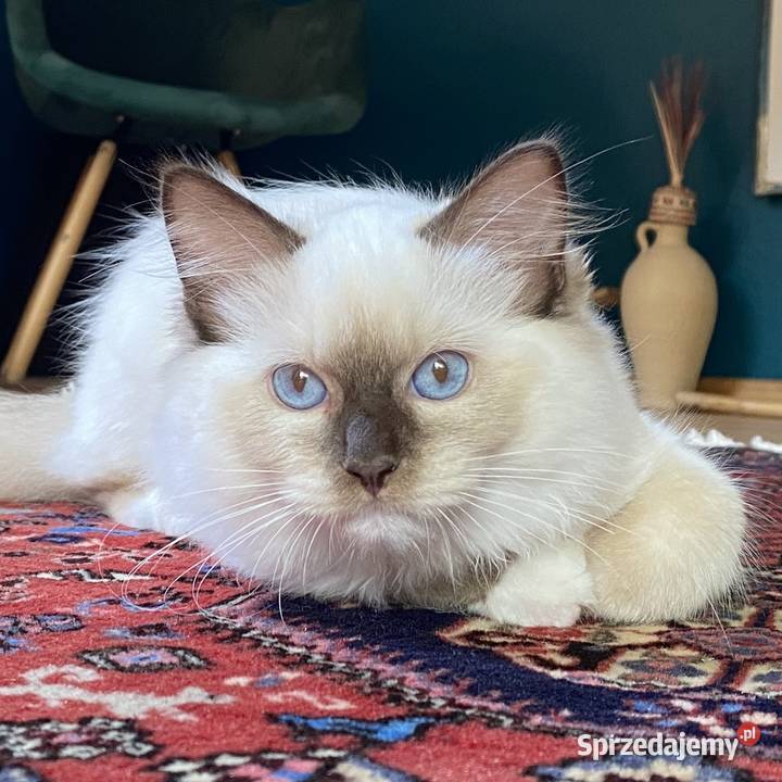 Kocurek Ragdoll gotowy do odbioru Katowice