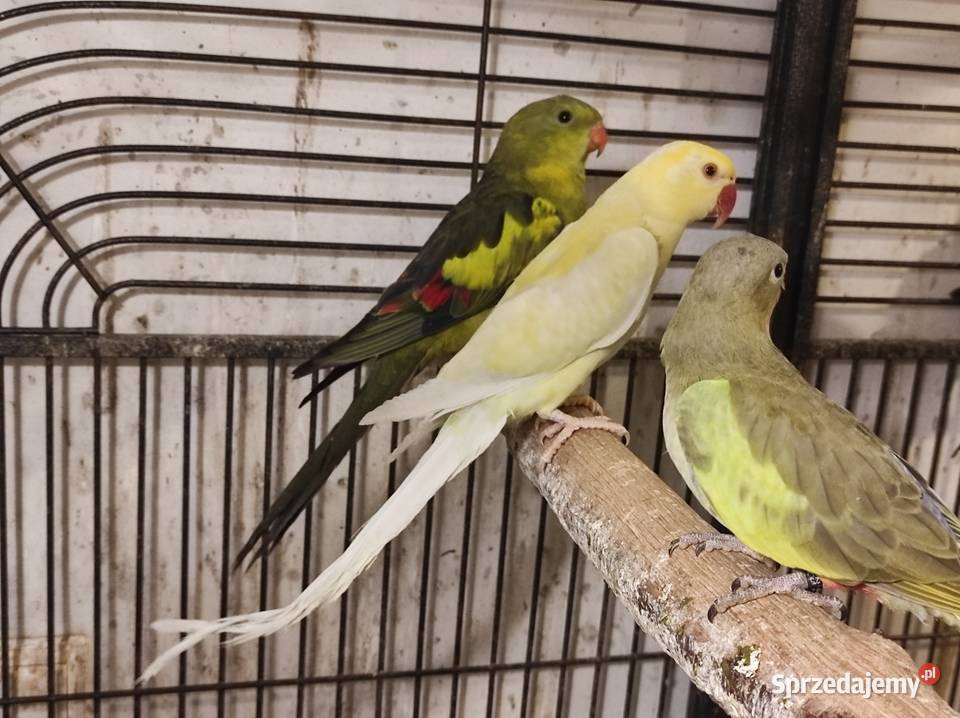 Aleksandretta obrożna cremino samica Rębków