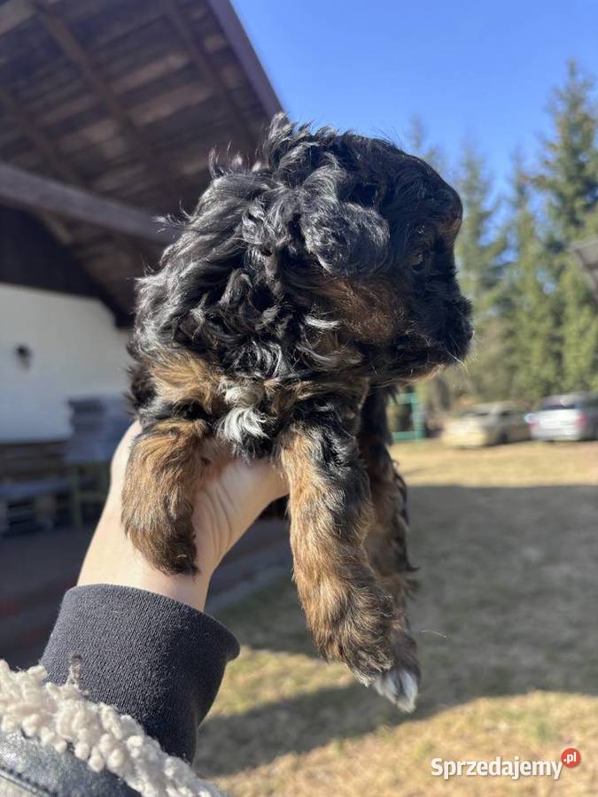 Wyjątkowe szczenięta Pudel Toy rezerwacja Pozostałe Lublin sprzedam