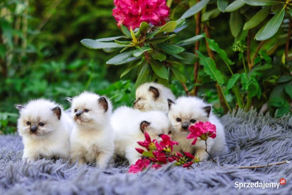 Kotka Ragdoll o umaszczeniu seal mitted Ragdoll Piorunówek