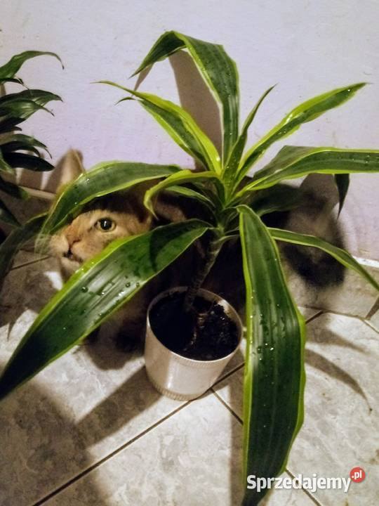 Rośliny doniczkowe draceny Skierniewice