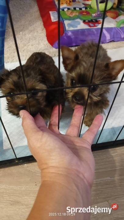Yorkshire terrier chłopczyk mini Mochała