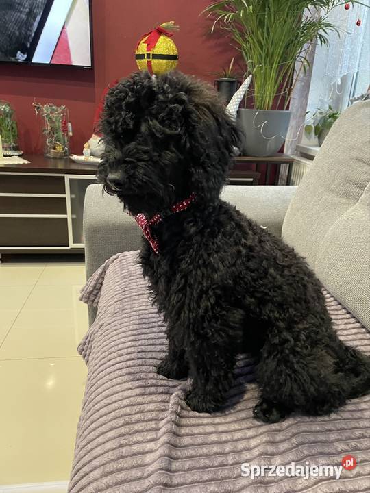 Pudel miniaturowy piesek Ostrożnica sprzedam